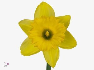 NARCISSE DUTCH MASTER 50